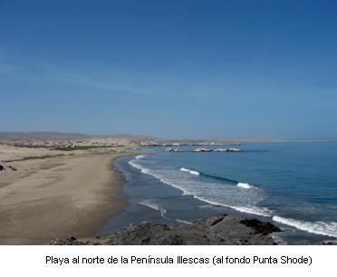 Illescas Peninsula NATURALEZA amp CULTURA INTERNACIONAL El Cndor Andino en la Pennsula