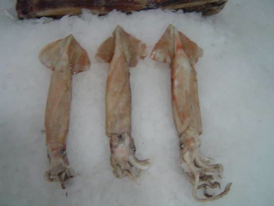 Illex argentinus Squid Illex Argentinus Calamar Product details View Squid Illex