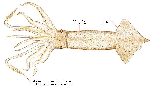 Illex coindetii Illex coindetii nombre cientfico Ictiotermes