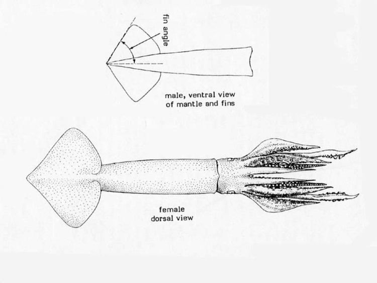 Illex coindetii MarLIN The Marine Life Information Network Broadtail shortfin