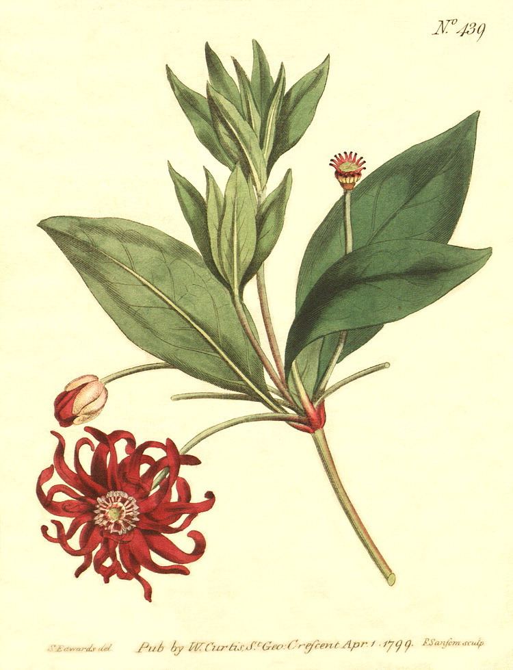 Illiciaceae Angiosperm families Illiciaceae Van Tiegh