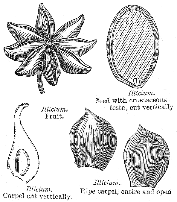 Illiciaceae Alchetron The Free Social Encyclopedia