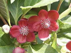Illiciaceae httpsuploadwikimediaorgwikipediacommonsthu