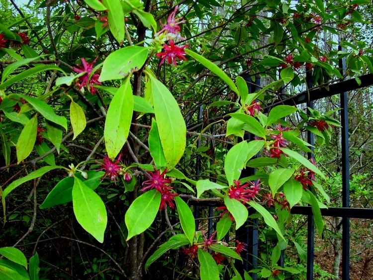 Illicium floridanum Illicium floridanum Florida Anise Native Plant