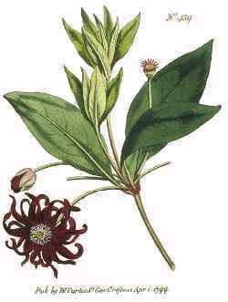 Illicium floridanum wwwdeserttropicalscomPlantsIlliciaceaeIllici