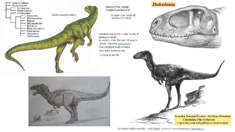 Ilokelesia Ilokelesia Pictures amp Facts The Dinosaur Database