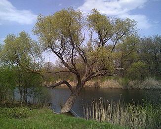 Ilovlya River httpsuploadwikimediaorgwikipediacommonsthu