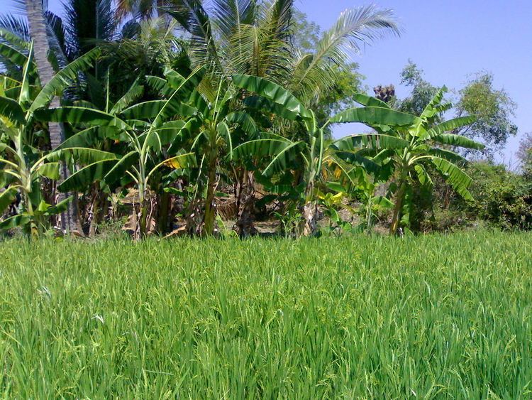 Iluppaiyur, Tiruchirappalli district