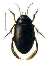 Ilybius chalconatus httpsuploadwikimediaorgwikipediacommons55