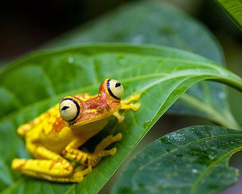 Imbabura tree frog Imbabura Treefrog Hypsiboas picturatus a gallery on Flickr
