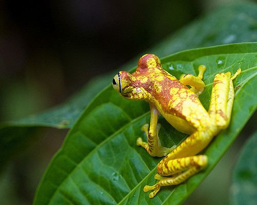 Imbabura tree frog Georgia Herpetological Society Flickr