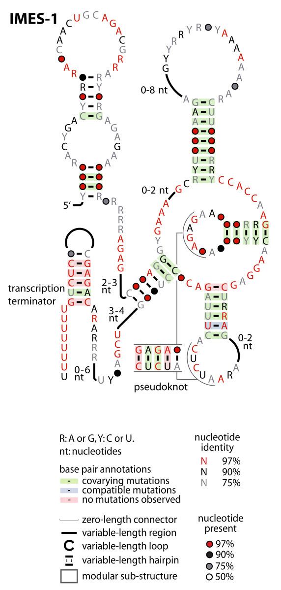IMES-1 RNA motif
