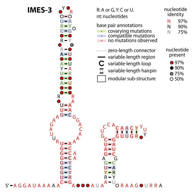 IMES-3 RNA motif