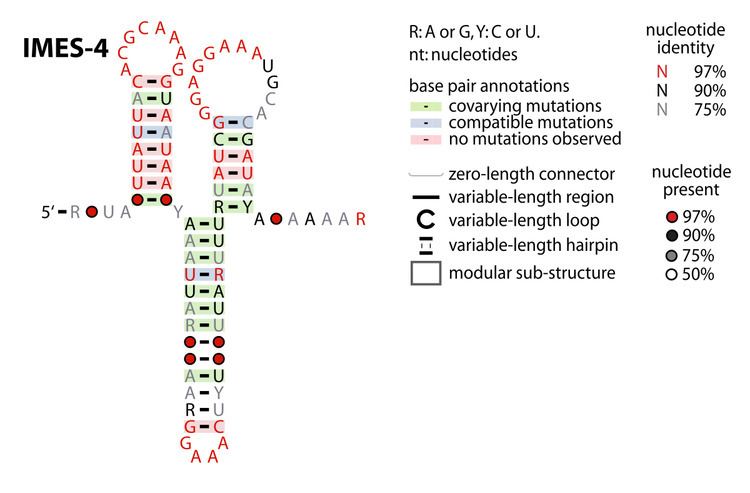 IMES-4 RNA motif