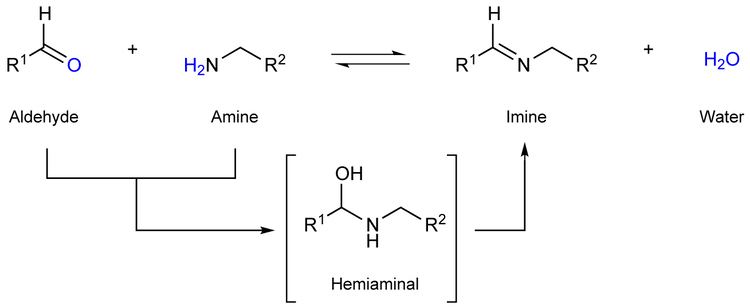 Imine Makeorbreak chemistry Chemical connections