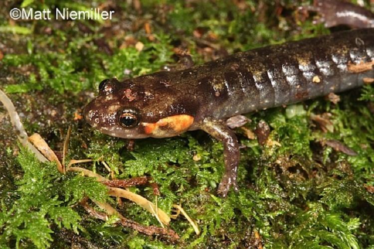 Imitator salamander Tennessee Watchable Wildlife Imitator Salamander