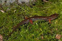 Imitator salamander Imitator salamander Wikipedia