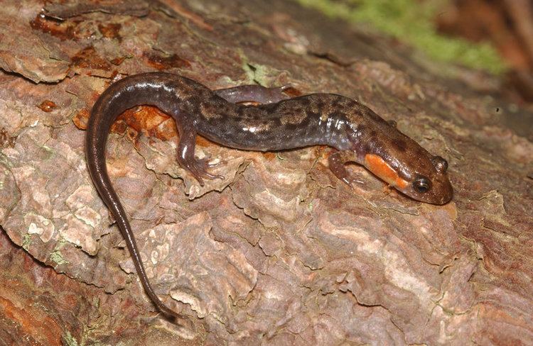 Imitator salamander CalPhotos