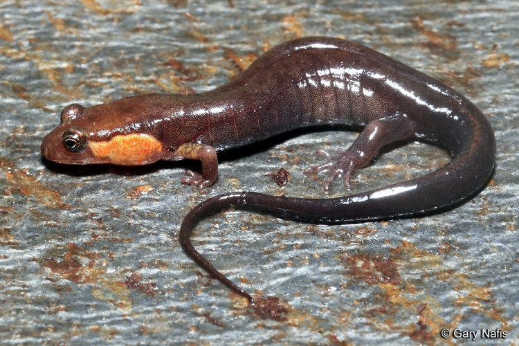 Imitator salamander Imitator Salamander Desmognathus imitator