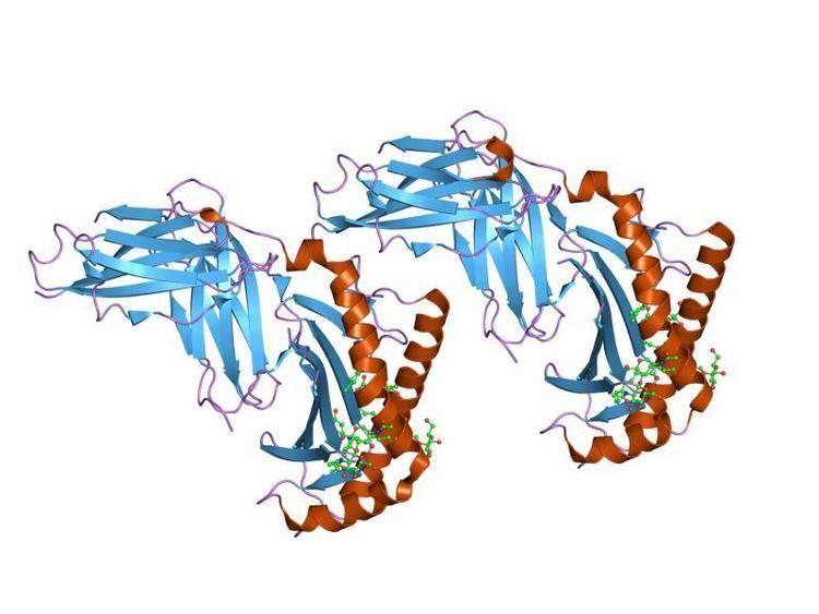 Immunoglobulin C1-set domain
