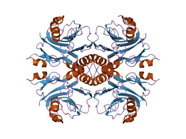 IMP cyclohydrolase