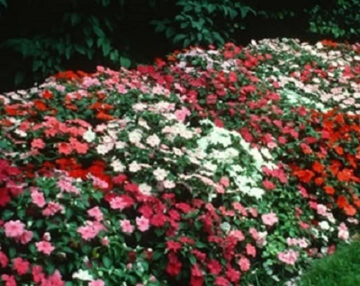 Impatiens Impatiens How to Plant Grow and Care for Impatiens The Old