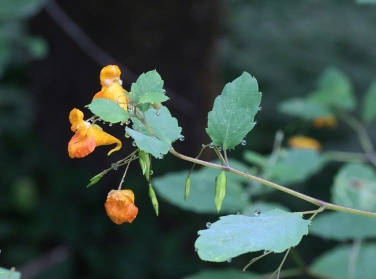 Impatiens capensis Impatiens capensis jewelweed spotted touchmenot Go Botany