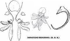 Impatiens denisonii httpsuploadwikimediaorgwikipediacommonsthu
