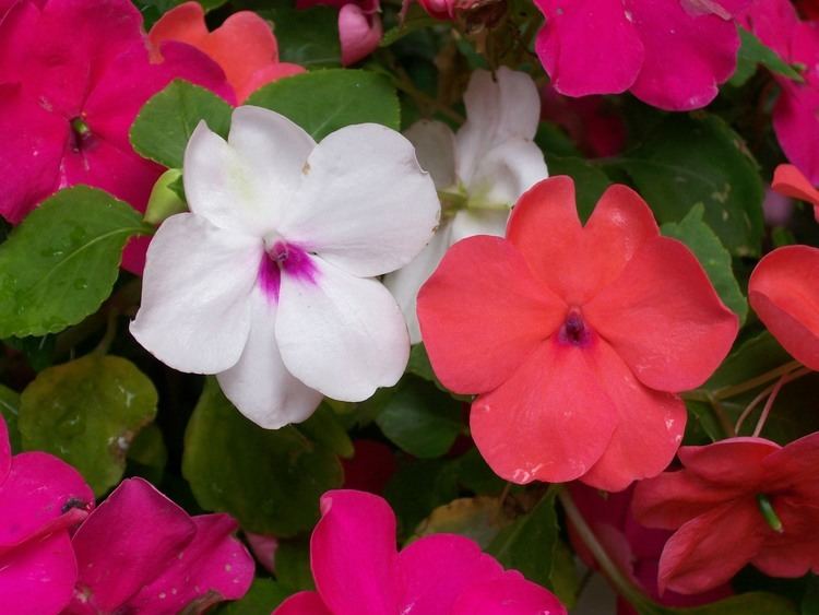 Impatiens Impatiens How to Plant Grow and Care for Impatiens The Old