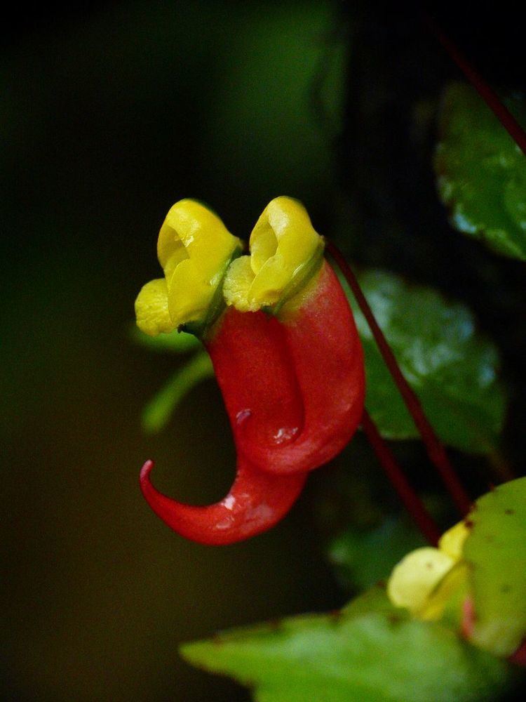 Impatiens jerdoniae