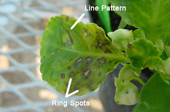 Impatiens necrotic spot virus The PampPDL Picture of the Week Plant amp Pest Diagnostic Laboratory