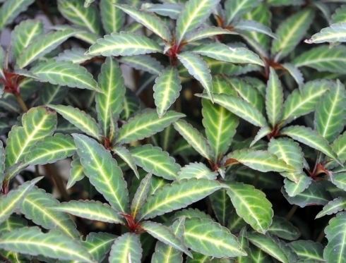 Impatiens omeiana Woodland Plants Herbaceous Woodlanders Impatiens omeiana Variegata