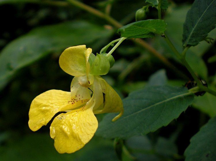 Impatiens pallida Yellow TouchMeNot Impatiens pallida Flora Pittsburghensis