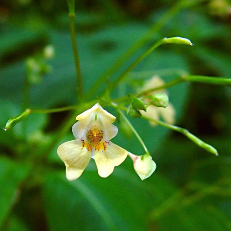 Impatiens parviflora FileImpatiens parviflorajpg Wikimedia Commons