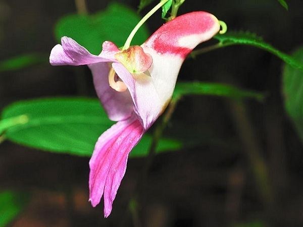 Impatiens psittacina 15 Beautiful Flowers you have never heard about