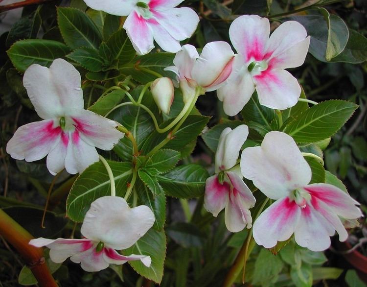 Impatiens sodenii Impatiens sodenii 39Flash39 Impatiens oliveri