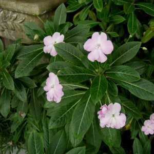 Impatiens sodenii Impatiens sodenii at San Marcos Growers