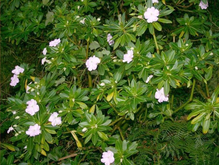 Impatiens sodenii Flora of New Zealand Weed Profile Impatiens sodenii