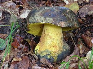 Imperator (fungus) httpsuploadwikimediaorgwikipediacommonsthu