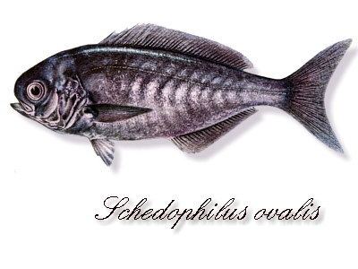 Imperial blackfish httpsrenotonnayolasitecomresourcesFishName