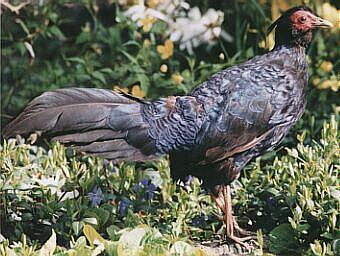 Imperial pheasant Oriental Bird Club Image Database Imperial Pheasant Lophura x