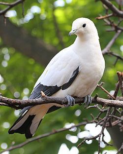 Imperial pigeon Pied imperial pigeon Wikipedia