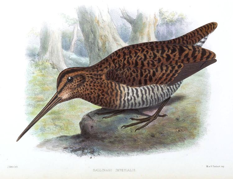 Imperial snipe Imperial snipe Wikipedia