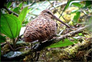 Imperial snipe Surfbirds Online Photo Gallery Search Results