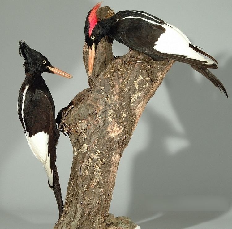 Imperial woodpecker httpsuploadwikimediaorgwikipediacommons99