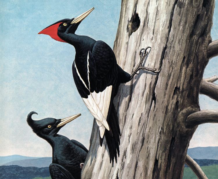 Imperial woodpecker In Search of the Imperial Woodpecker Audubon