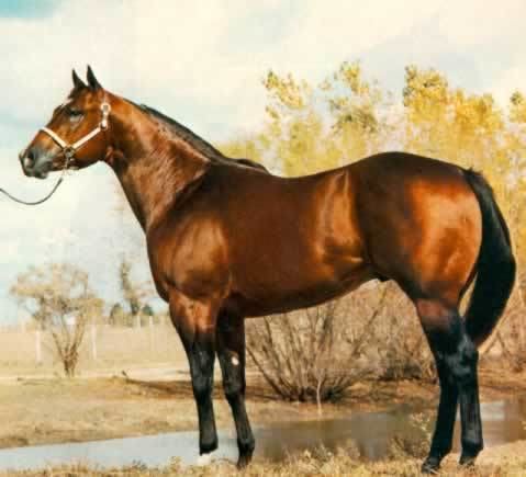Impressive (horse) Kansas Quarter Horse Association