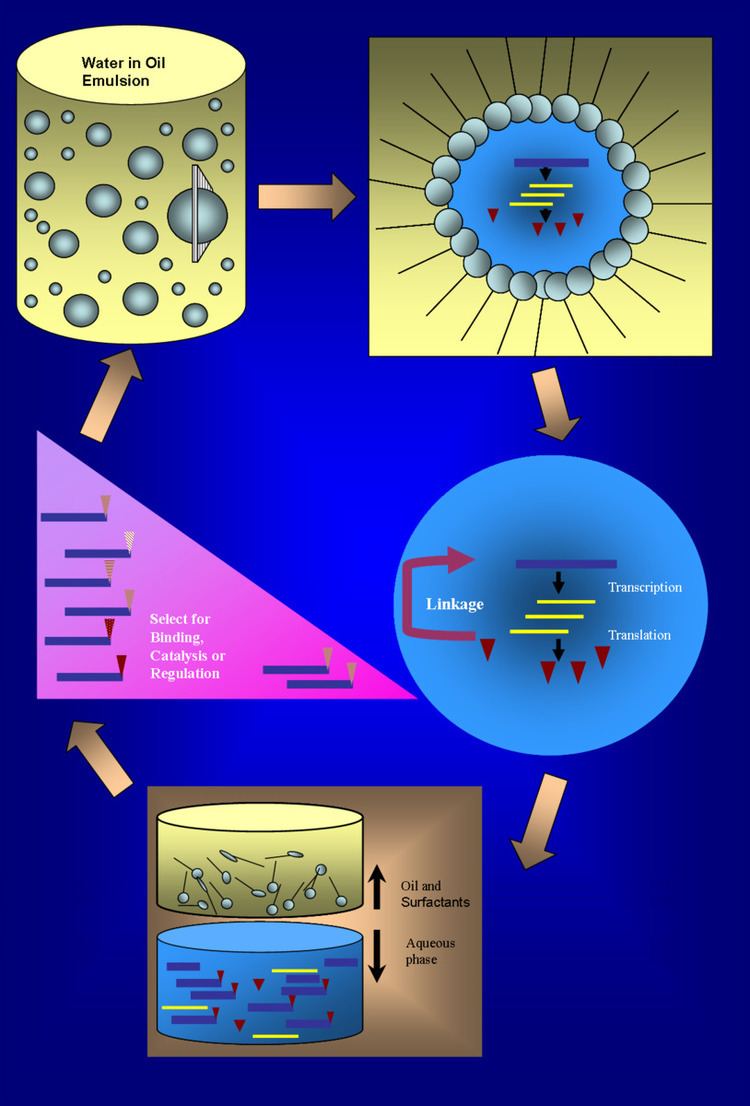 In vitro compartmentalization