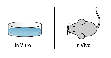 In vivo invivotransfectioncomwpcontentuploads201407