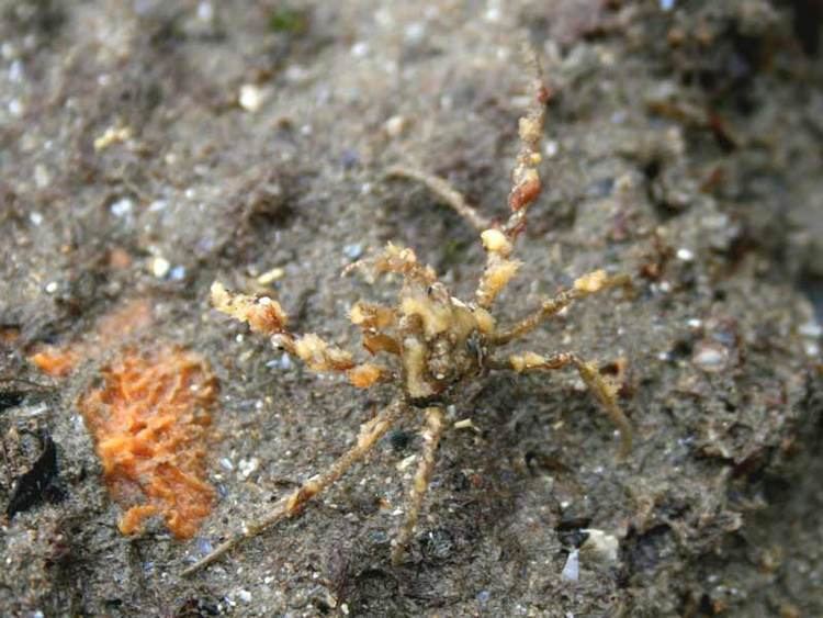 Inachus phalangium MarLIN The Marine Life Information Network Leach39s spider crab